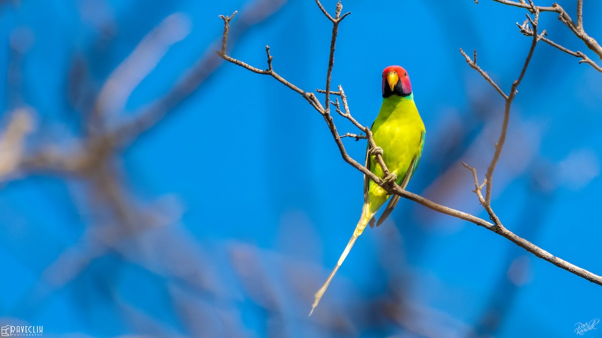 Plum-headed Parakeet - ML125635831