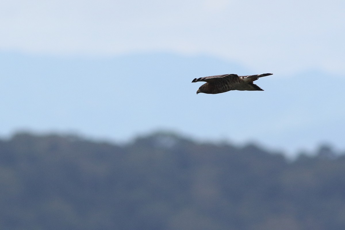 Broad-winged Hawk - Ohad Sherer