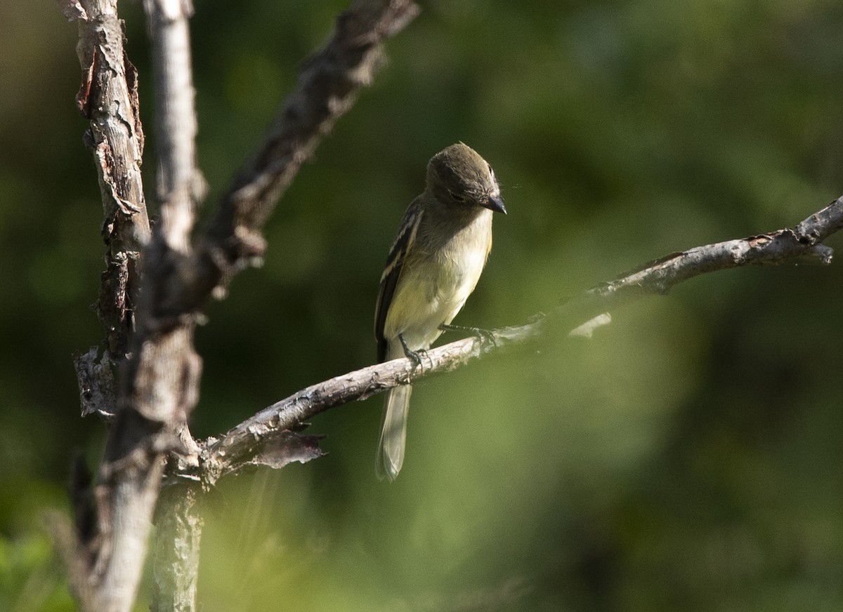 Least Flycatcher - ML125636891