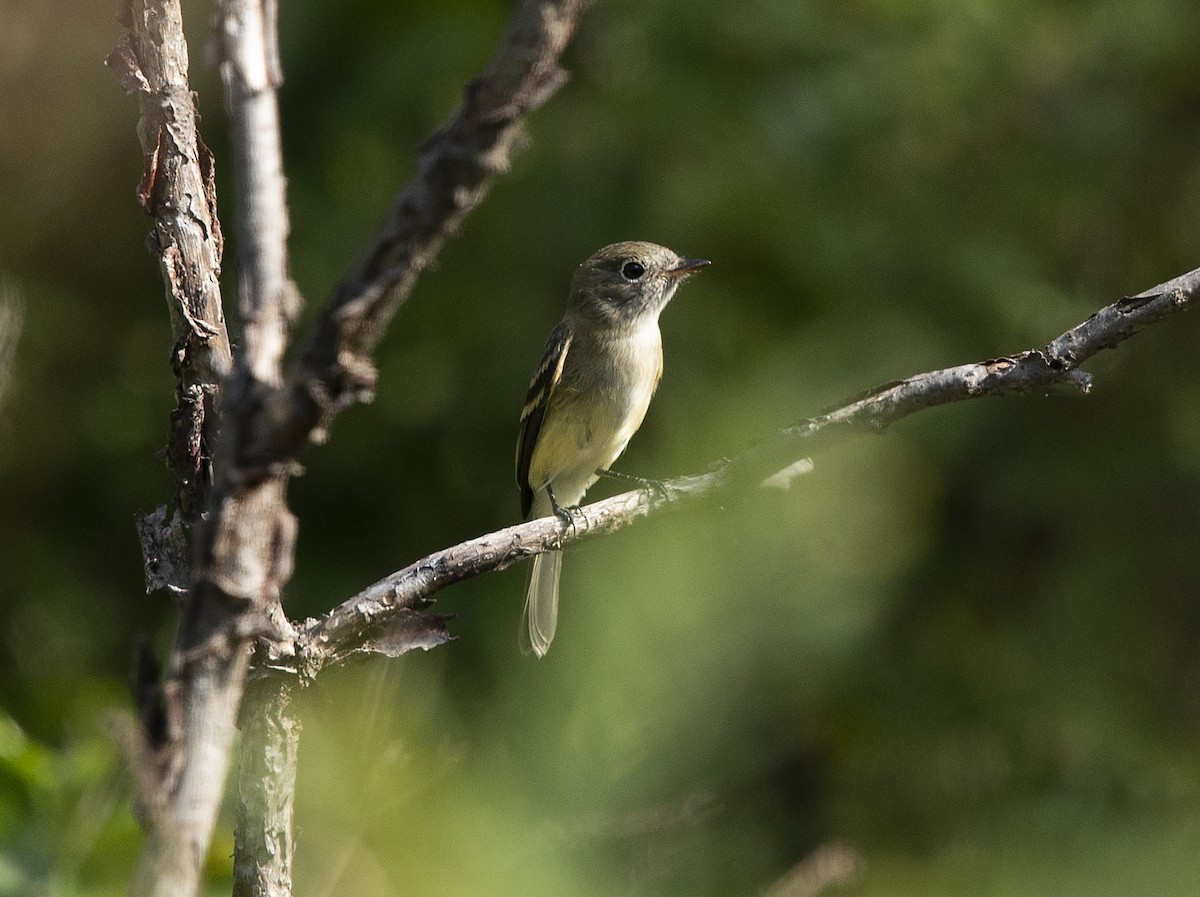 Least Flycatcher - ML125636901