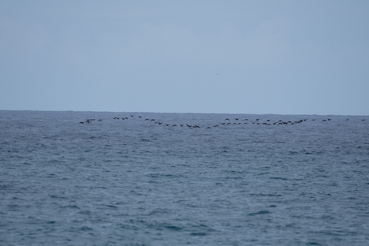 Black Scoter - Steven Lester