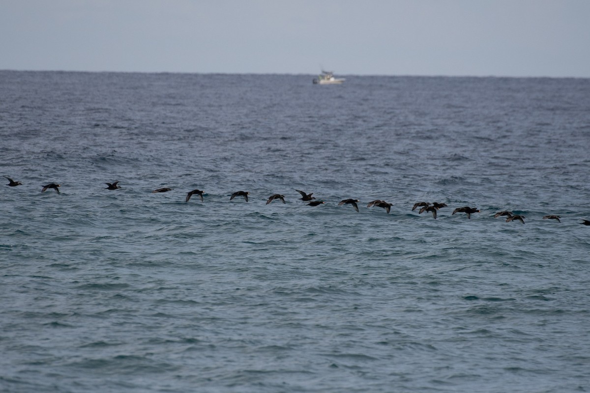 Black Scoter - ML125638921