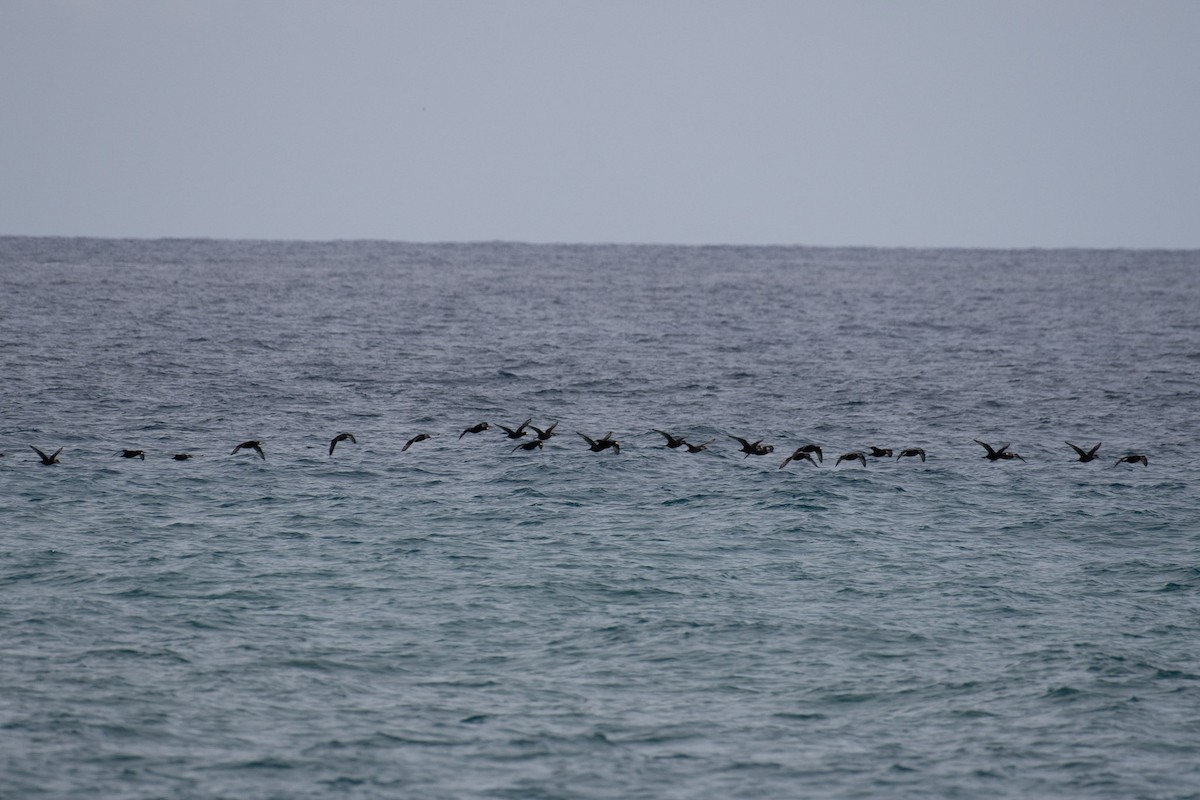 Black Scoter - Steven Lester