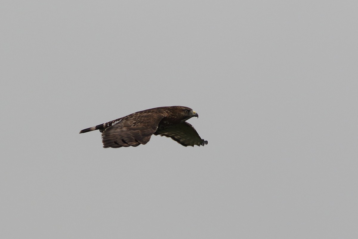 Broad-winged Hawk - Ohad Sherer