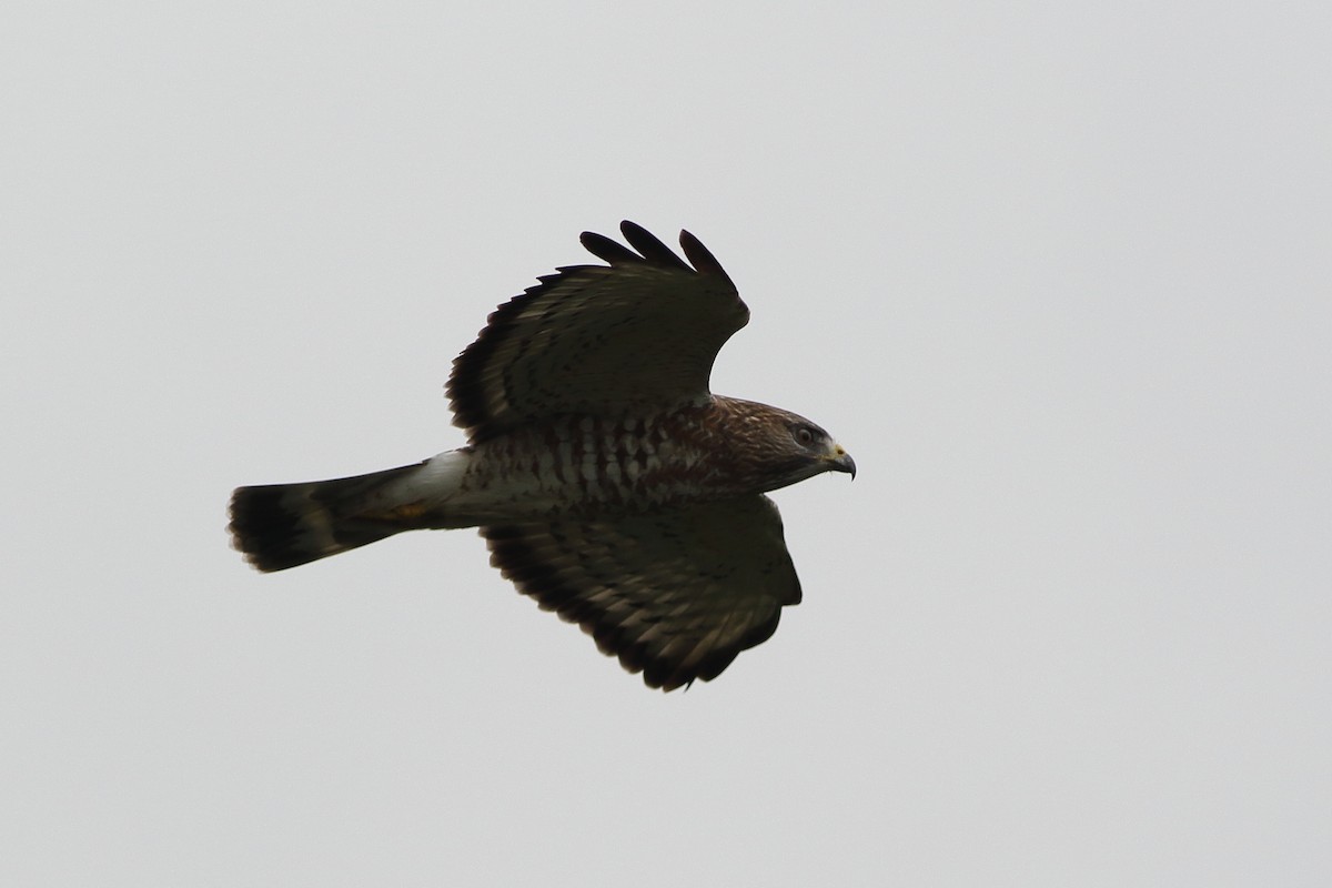 Broad-winged Hawk - Ohad Sherer