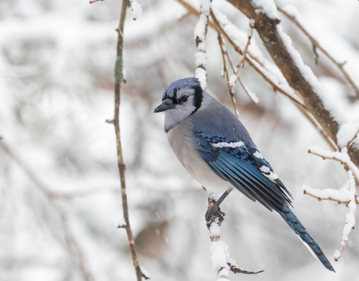 Blue Jay - Charles Whitney