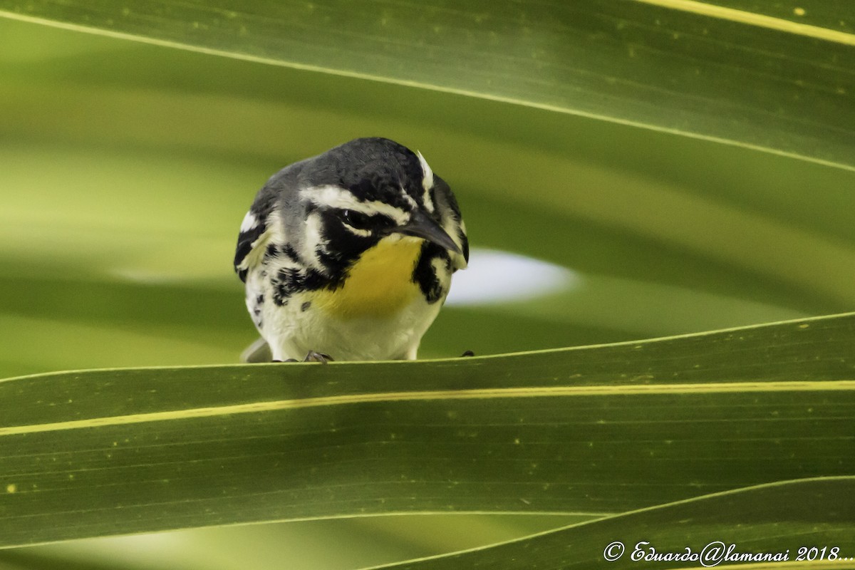 Yellow-throated Warbler - ML125641061