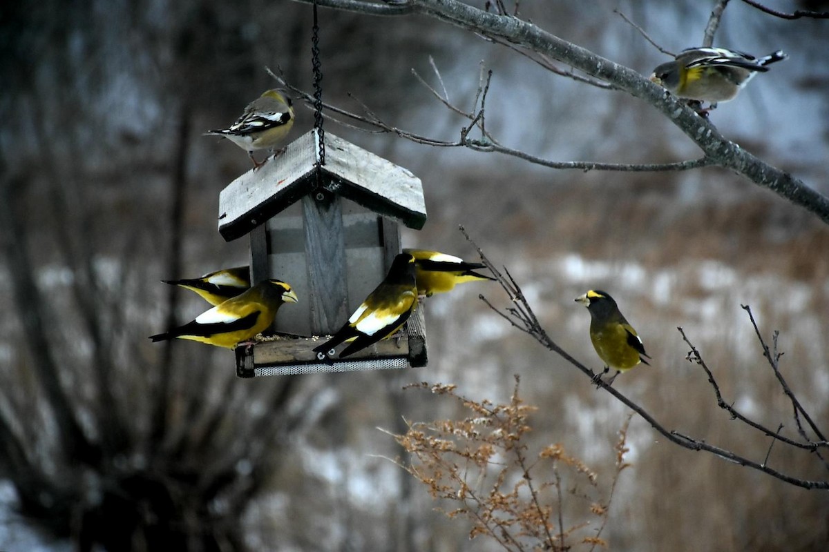 Evening Grosbeak - ML125641331