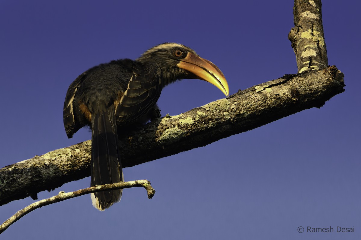 Malabar Gray Hornbill - Ramesh Desai