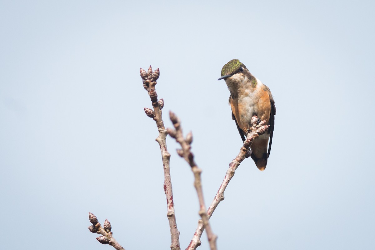 Colibri améthyste - ML125641531