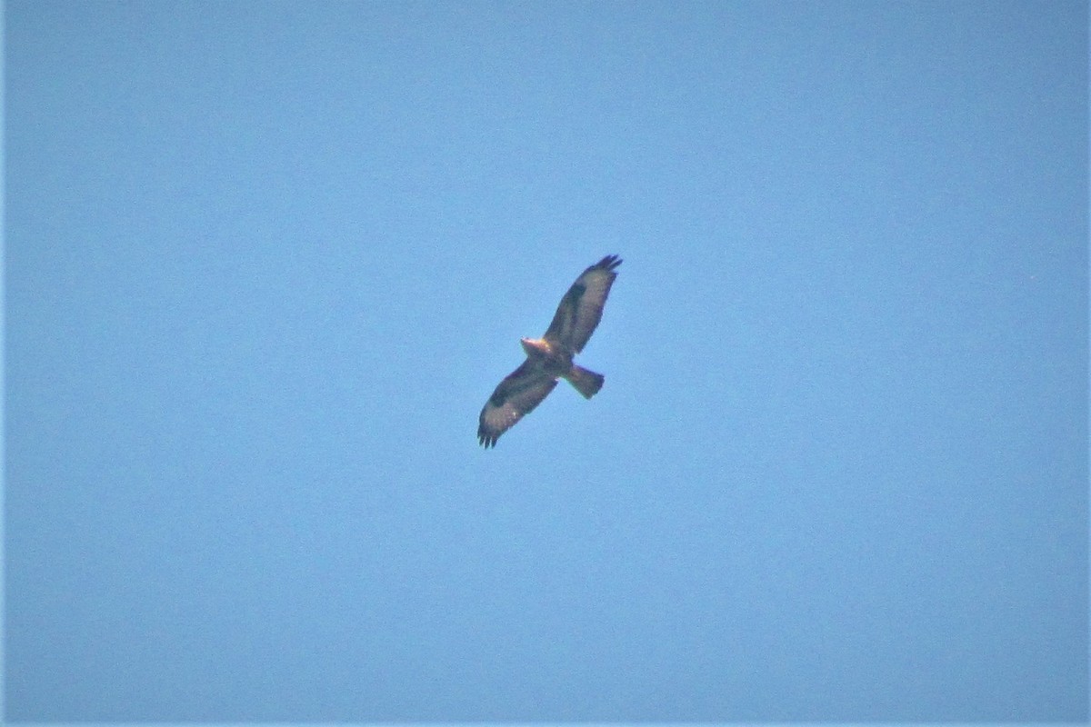 Common Buzzard - ML125641631