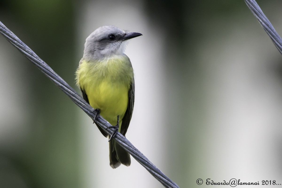 Tropical Kingbird - ML125642261