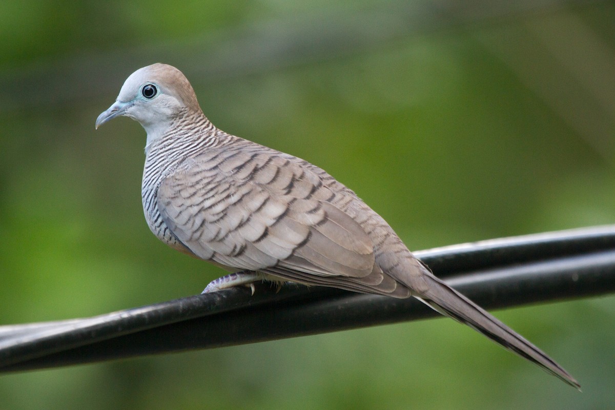 Zebra Dove - ML125644191