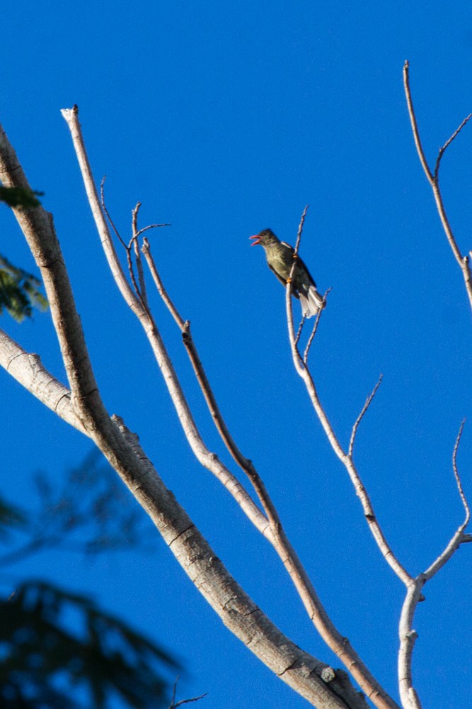 Seychelles Bulbul - ML125644251