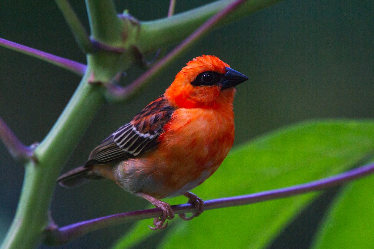 Red Fody - Christophe Gouraud