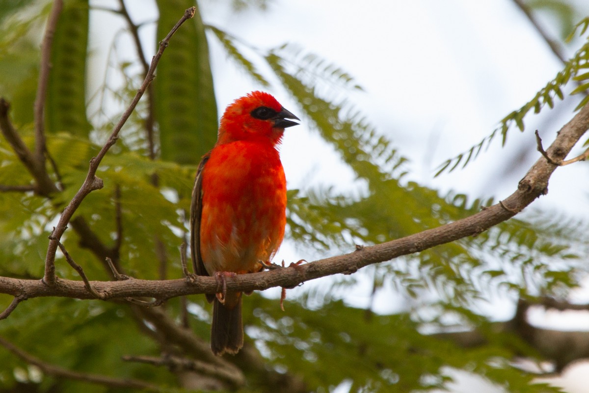 Red Fody - Christophe Gouraud