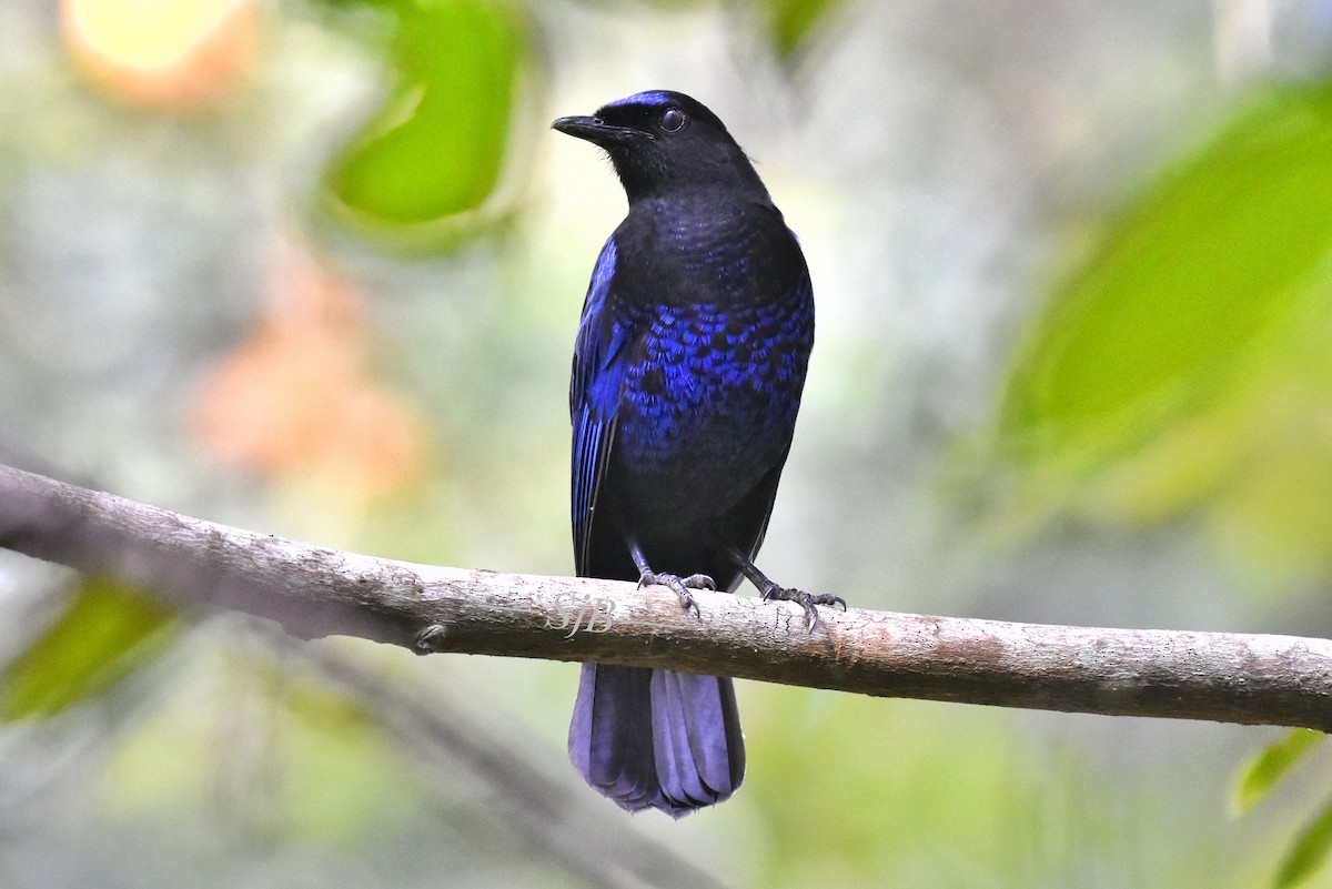 Малабарская синяя птица - ML125644471