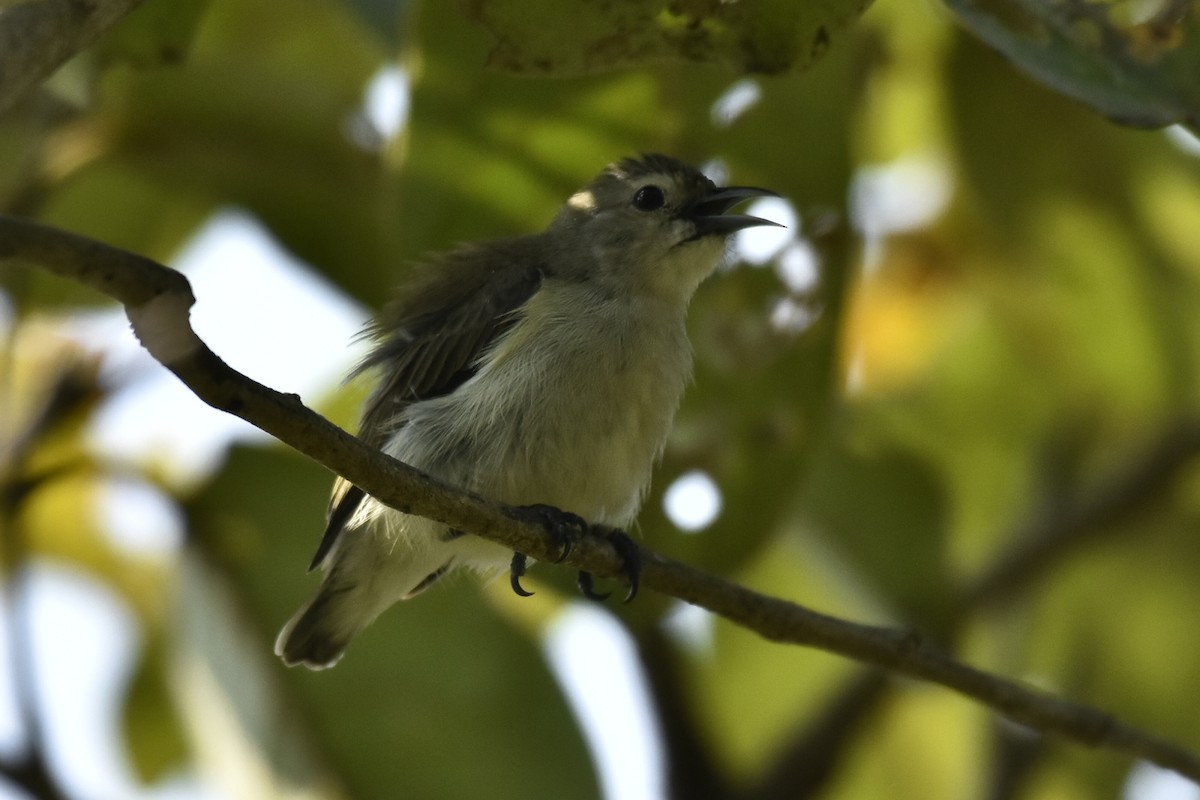 Nilgiri Flowerpecker - Surajprakash B