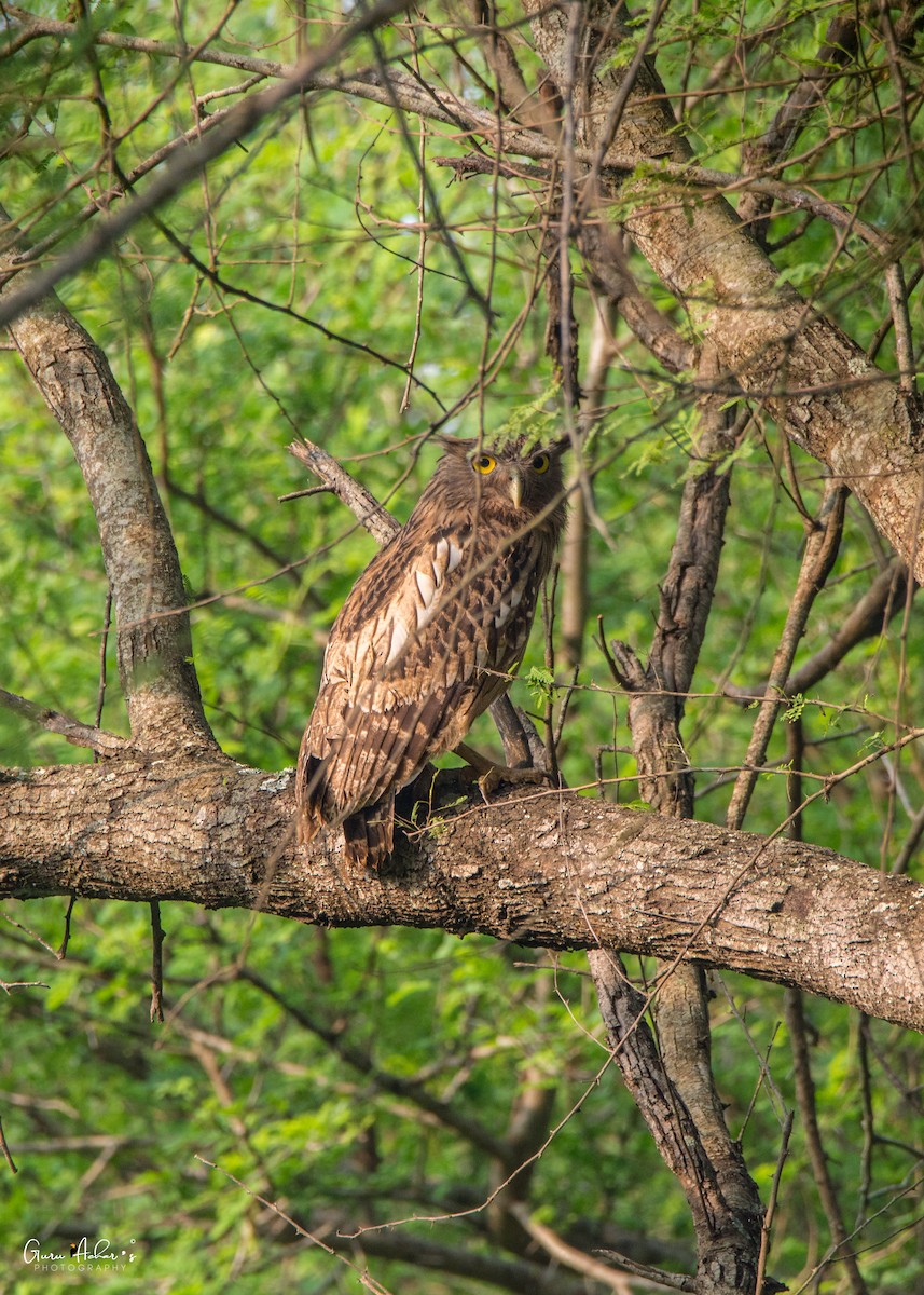 Brown Fish-Owl - ML125646611