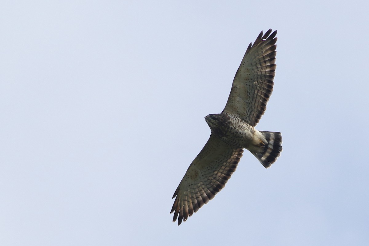 Broad-winged Hawk - Ohad Sherer