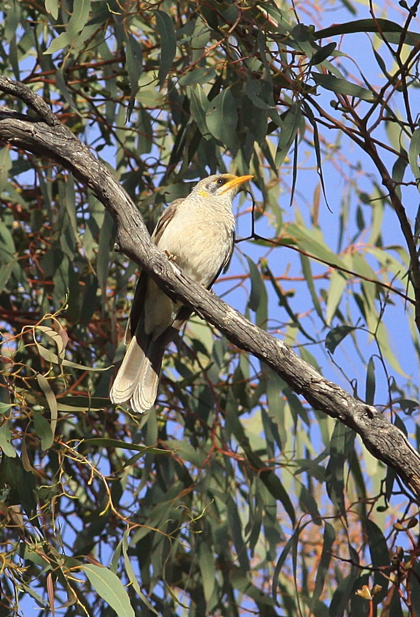 Yellow-throated Miner - ML125647121