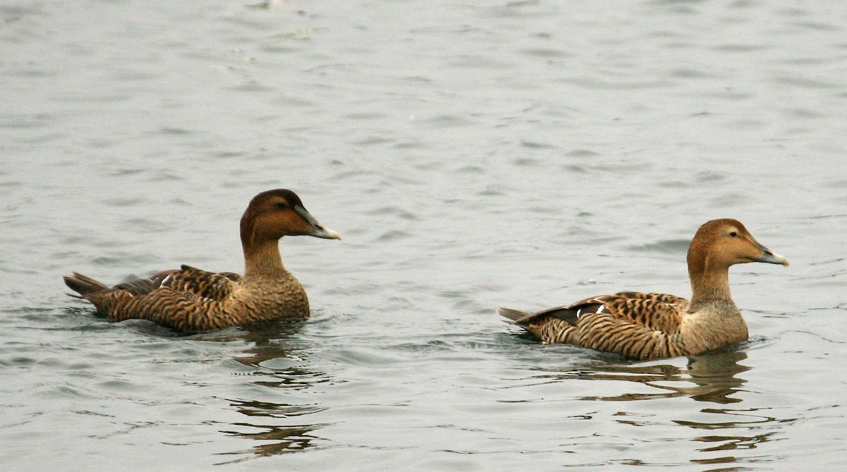 Common Eider (Northern) - Marshall Iliff