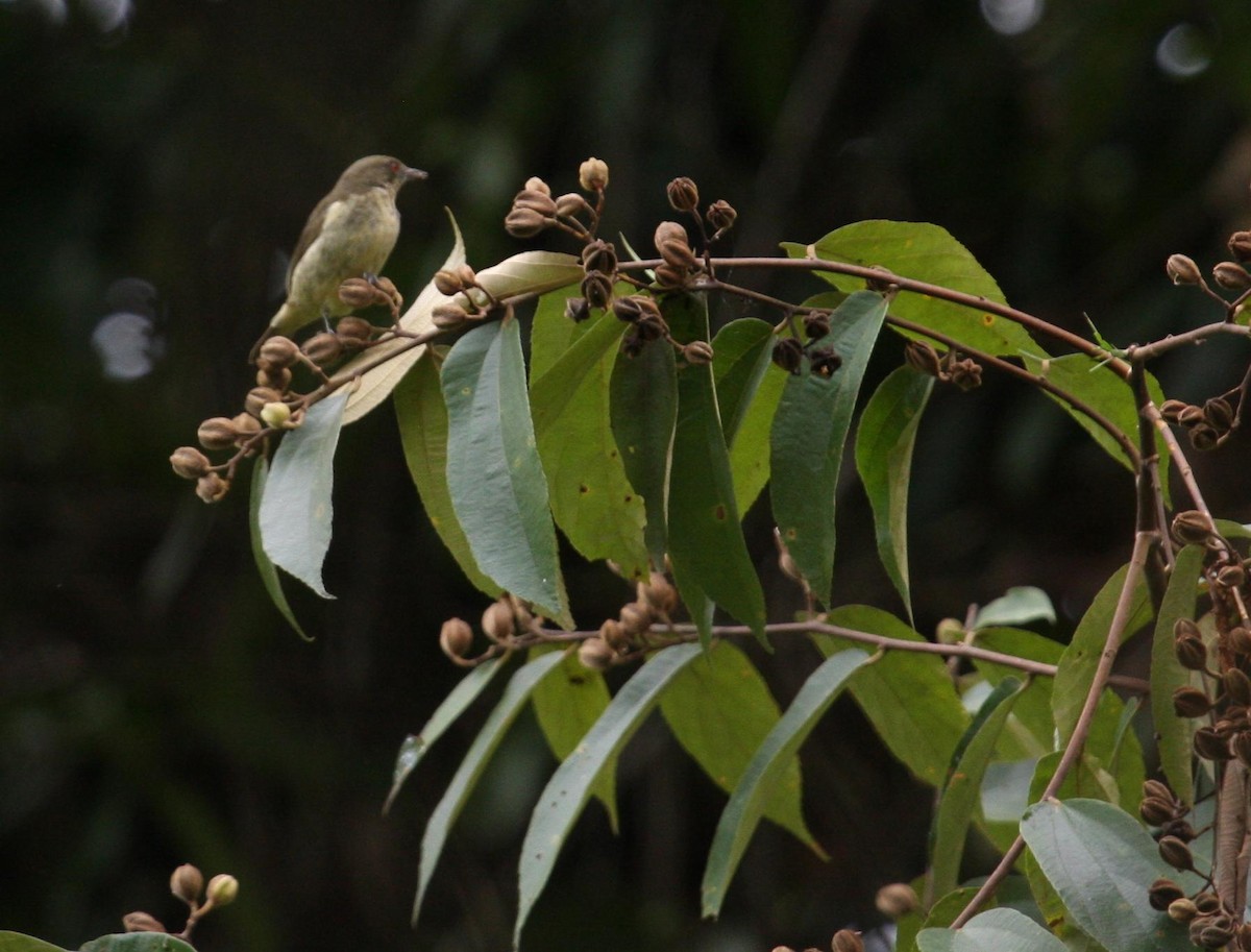 Yellow-bellied Dacnis - ML125648371