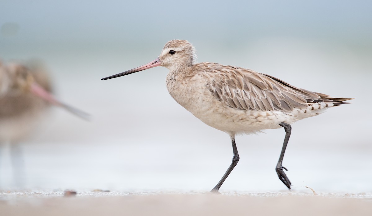 Bar-tailed Godwit (Siberian) - Ian Davies