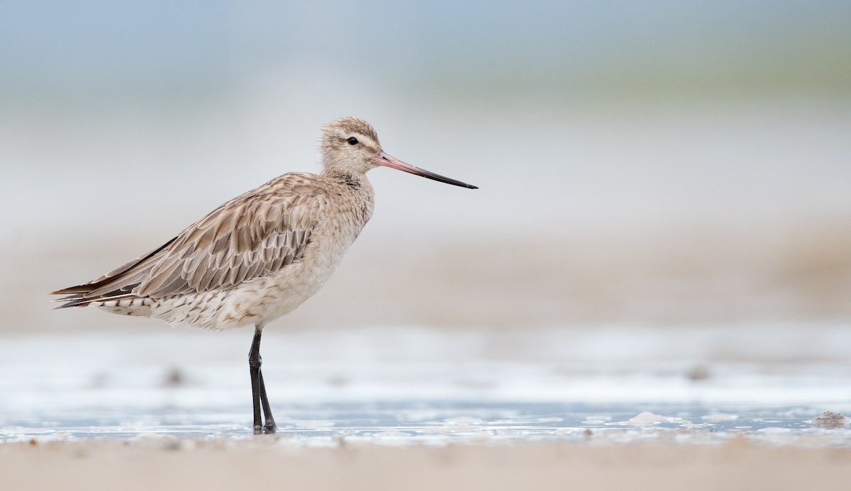 Bar-tailed Godwit - ML125650311