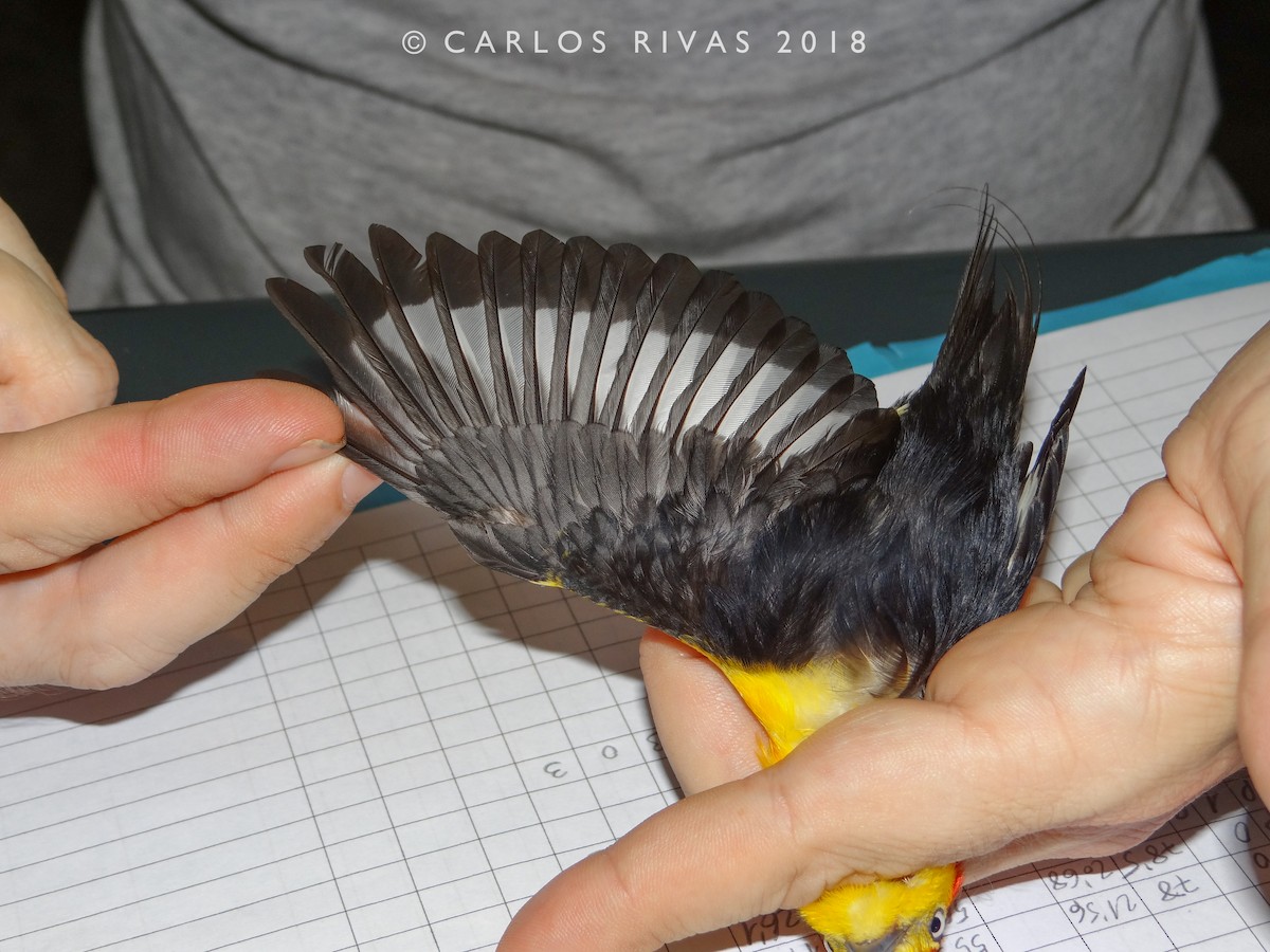 Wire-tailed Manakin - Anonymous