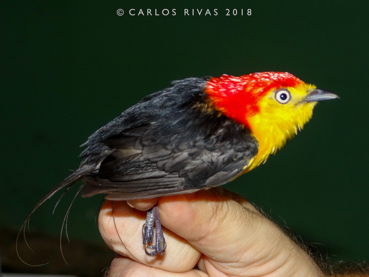 Wire-tailed Manakin - Anonymous