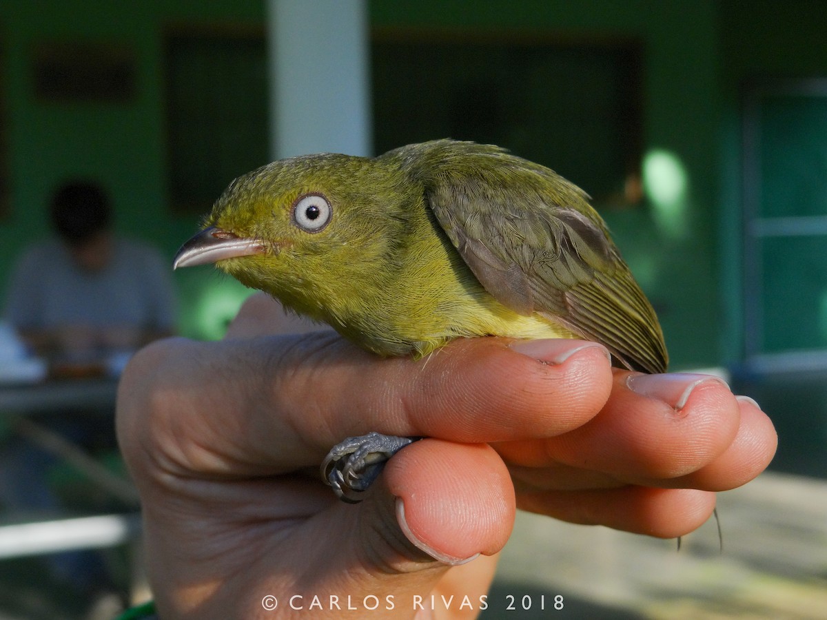 Wire-tailed Manakin - Anonymous