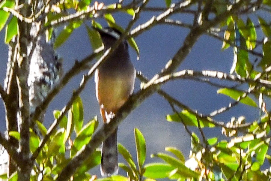 White-eared Sibia - ML125651551