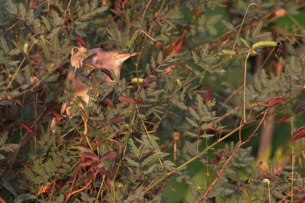 Yellow Bittern - ML125652841