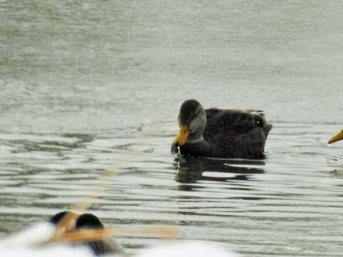 American Black Duck - ML125654771
