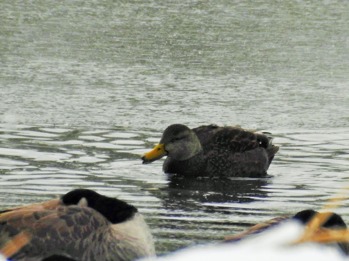 American Black Duck - ML125654791
