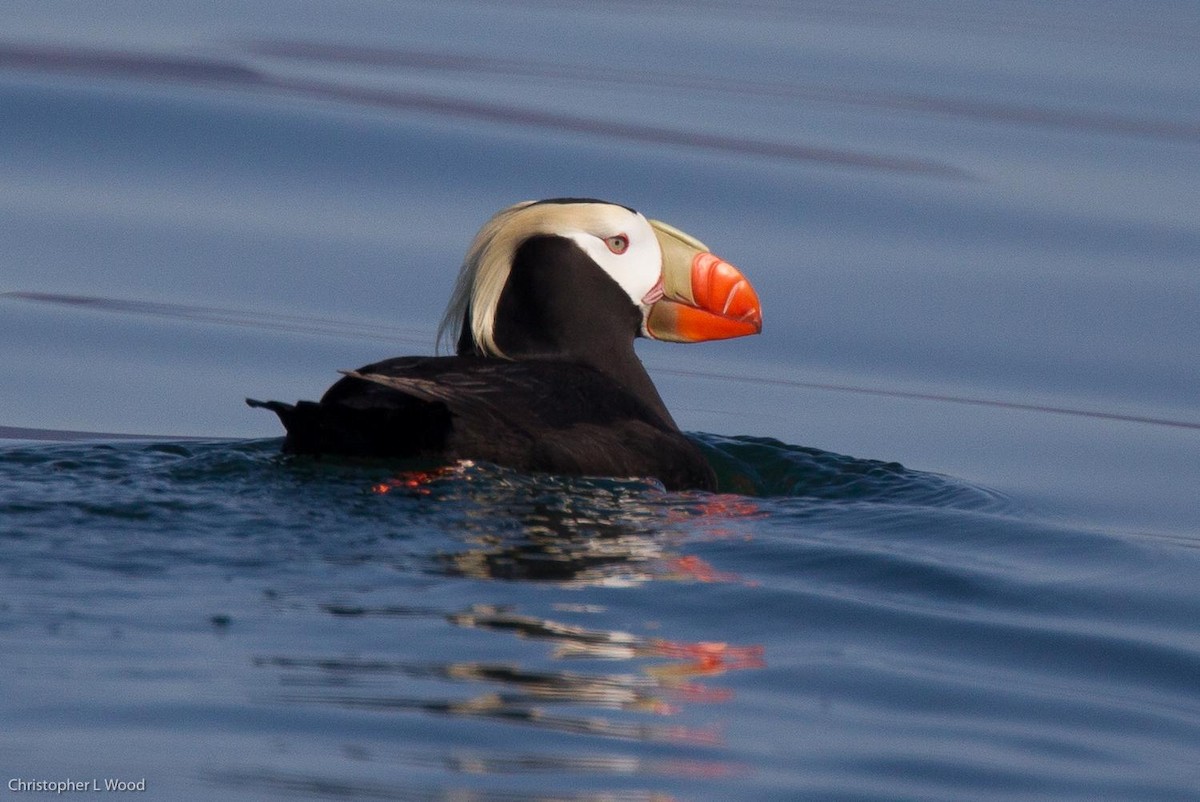 Tufted Puffin - ML125656401