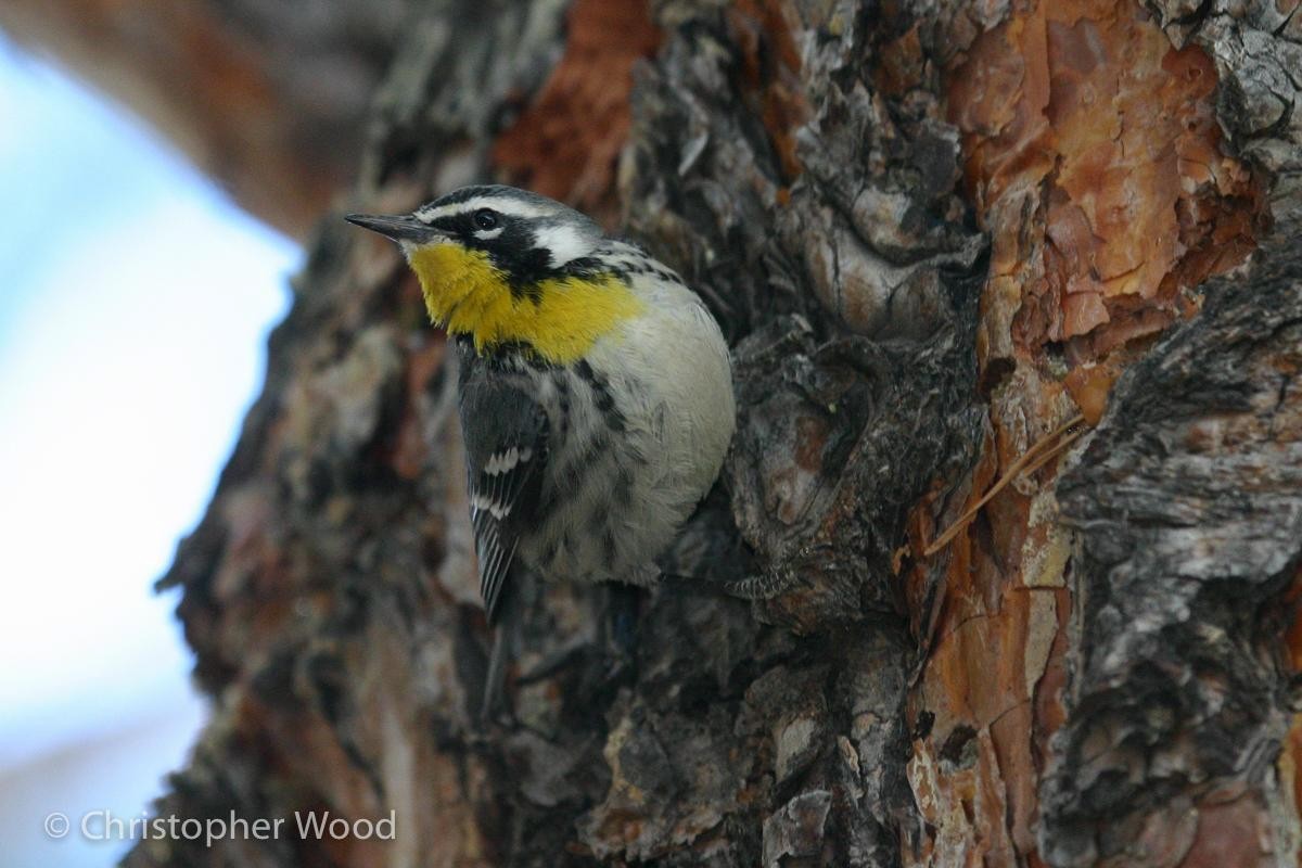 Yellow-throated Warbler - ML125657491