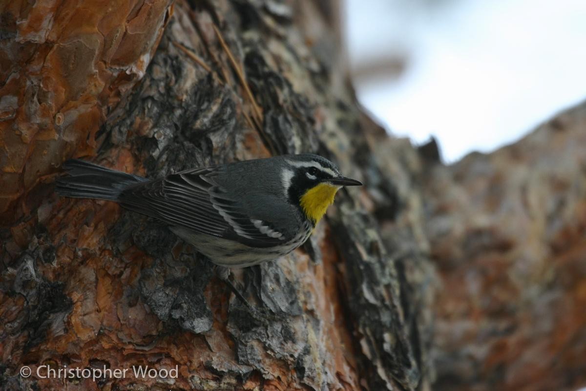 Yellow-throated Warbler - ML125657501