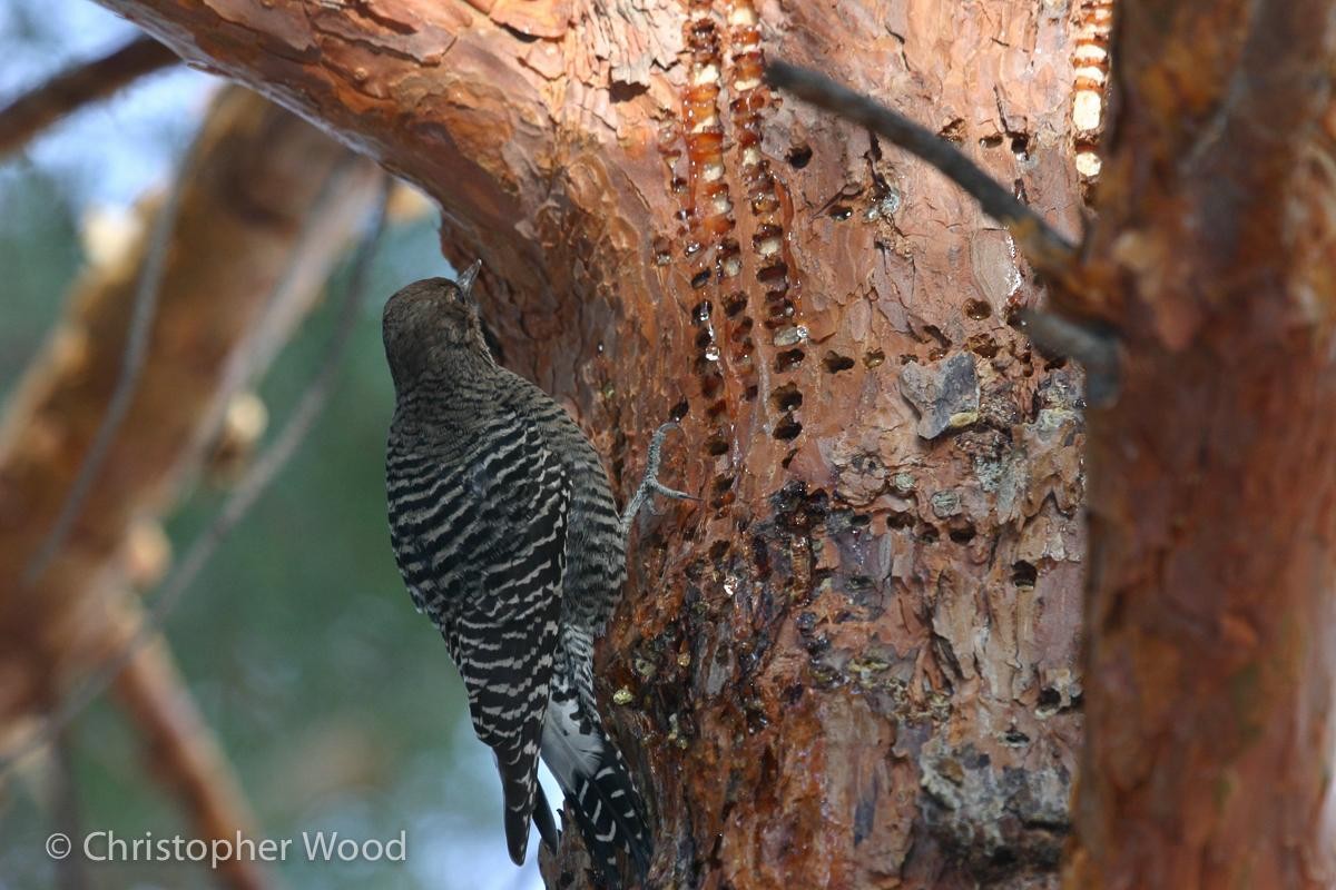 Williamson's Sapsucker - ML125657551