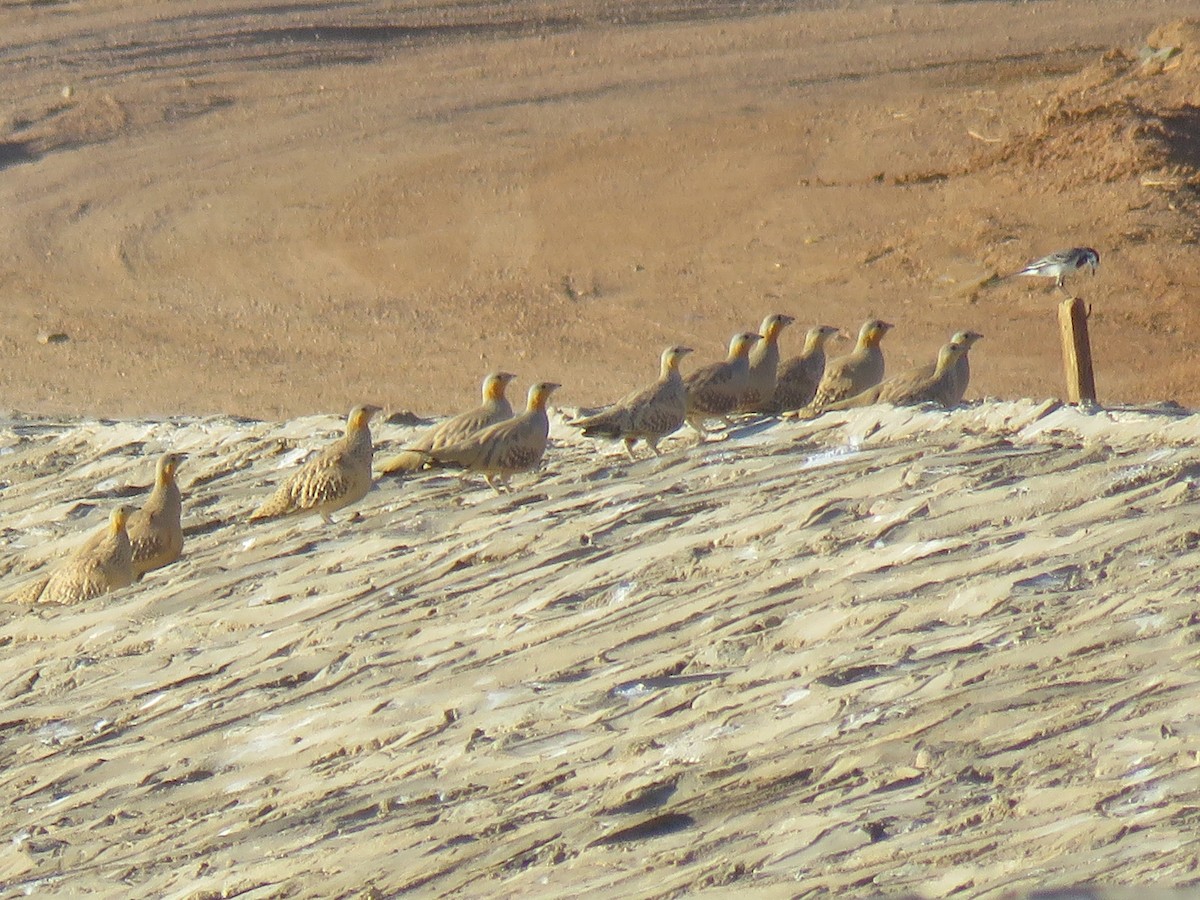 Spotted Sandgrouse - Thomas Brooks