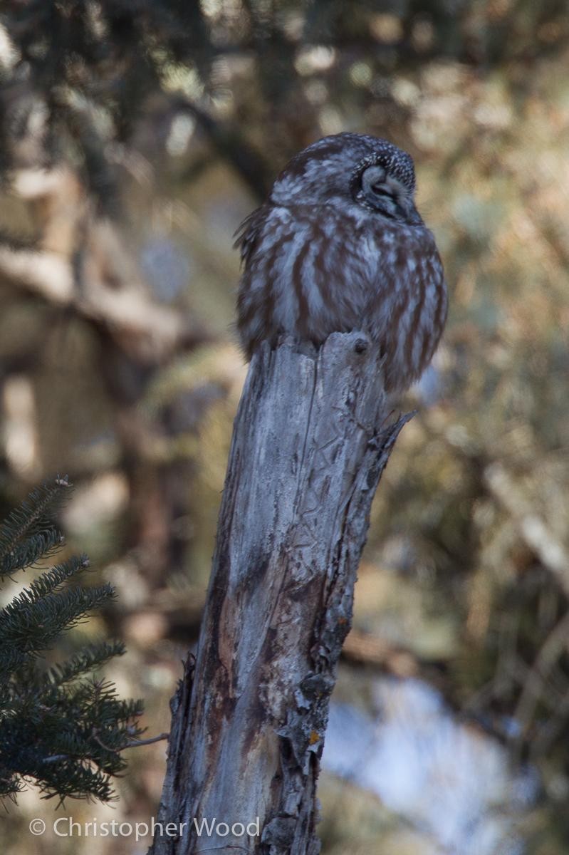 Boreal Owl - Chris Wood