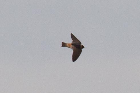 Cliff Swallow - ML125659181