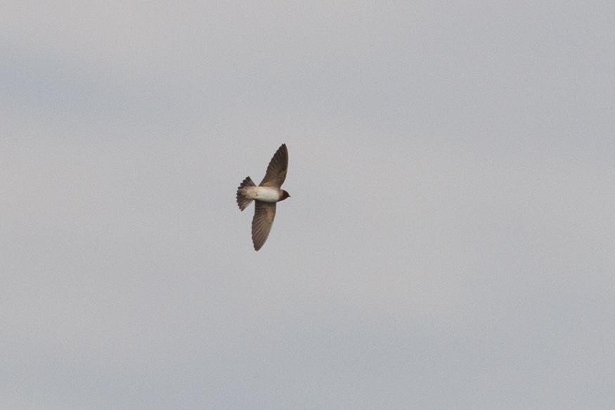 Cliff Swallow - ML125659191