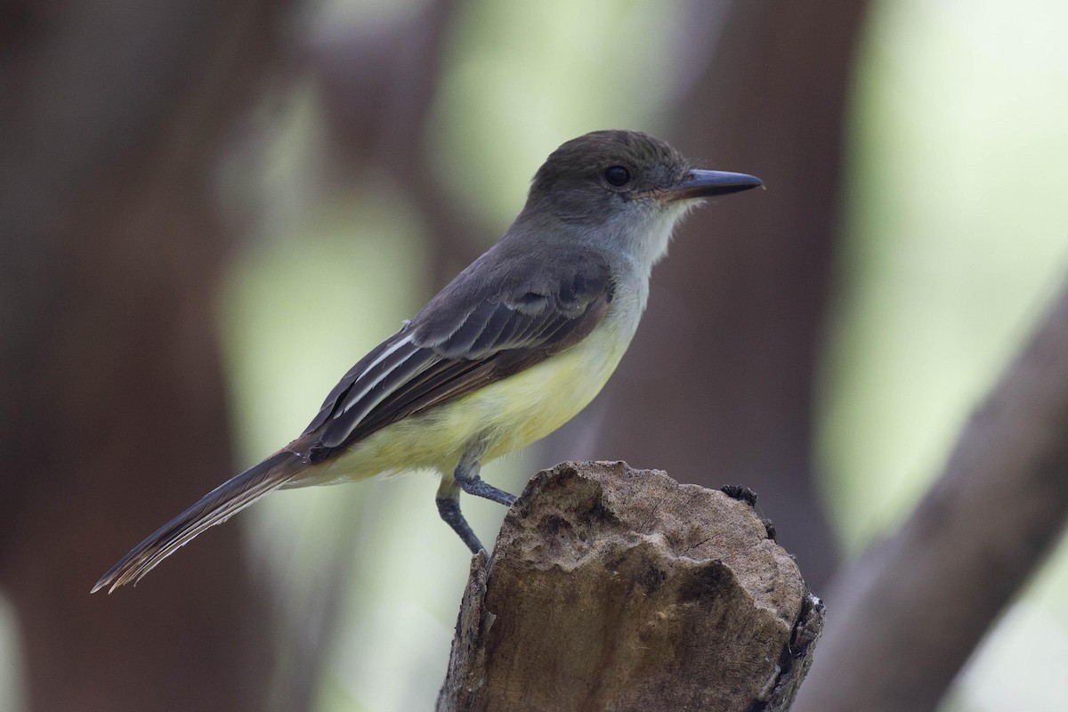 Grenada Flycatcher - ML125659521