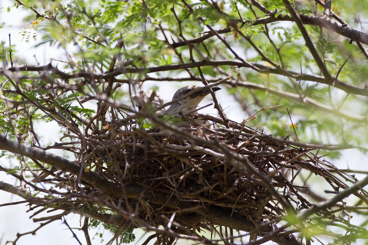 Tropical Mockingbird - Chris Wood