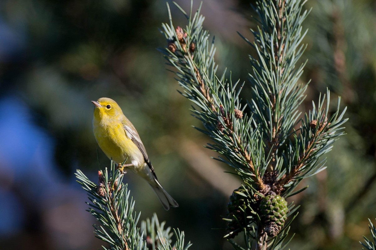 Pine Warbler - ML125660101