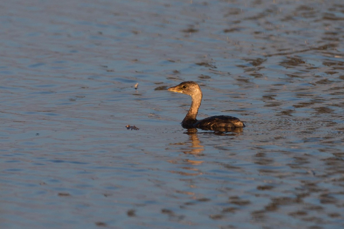 Pied-billed Grebe - ML125661051