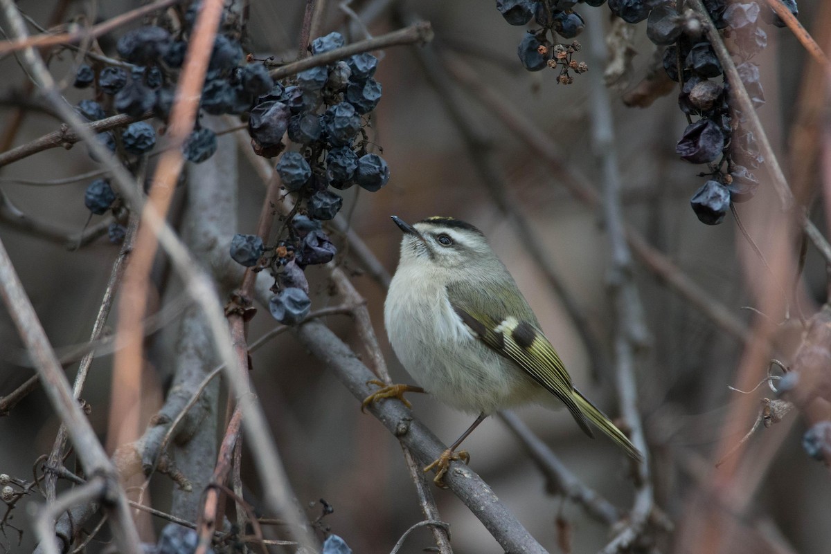 Golden-crowned Kinglet - ML125662341