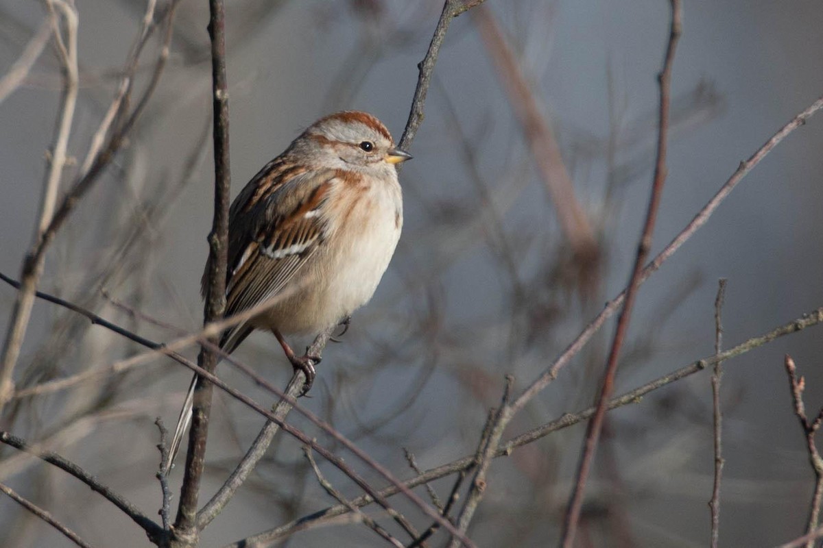 American Tree Sparrow - ML125662421